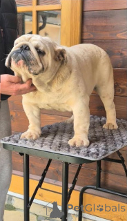 Zdjęcie №2 do zapowiedźy № 138894 na sprzedaż   - wkupić się Serbia hodowca