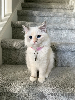 Zdjęcie №2 do zapowiedźy № 157772 na sprzedaż  ragdoll - wkupić się Szwajcaria prywatne ogłoszenie