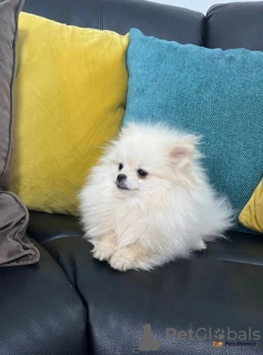 Zdjęcie №2 do zapowiedźy № 40113 na sprzedaż  szpic miniaturowy - wkupić się USA 