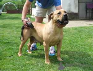 Zdjęcie №3. Boerboel (Mastif Południowoafrykański) szczenięta. Serbia