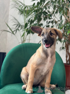 Zdjęcie №2 do zapowiedźy № 93058 na sprzedaż  pies nierasowy - wkupić się Federacja Rosyjska prywatne ogłoszenie