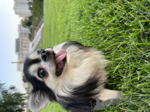 Zdjęcie №3. Chihuahua Długowłosy w Federacja Rosyjska. Zapowiedź № 66323