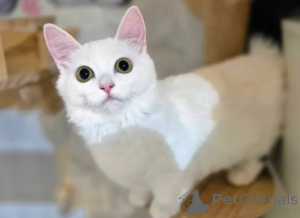 Zdjęcie №3. Kocięta Munchkina. Niemcy