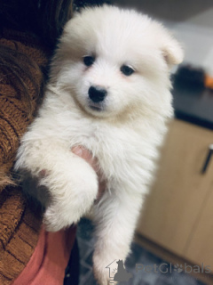 Zdjęcie №1. samojed (rasa psa) - na sprzedaż w Bayerbach | 2774zł | Zapowiedź №175226