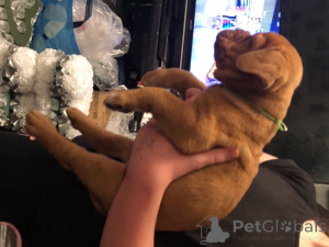 Zdjęcie №4. Sprzedam dog z bordeaux w Bonito Orental. prywatne ogłoszenie - cena - negocjowane