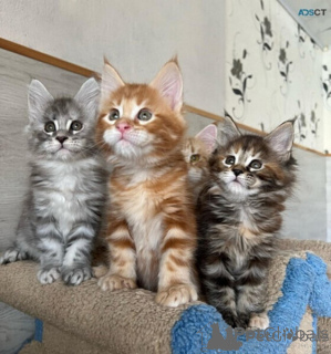 Zdjęcie №1. maine coon - na sprzedaż w Dublin | negocjowane | Zapowiedź № 170924