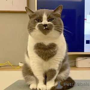 Zdjęcie №1. kot brytyjski krótkowłosy - na sprzedaż w Allensbach | negocjowane | Zapowiedź № 156724