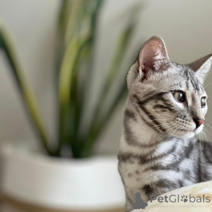 Zdjęcie №1. kot bengalski - na sprzedaż w Bielawa | negocjowane | Zapowiedź № 155704