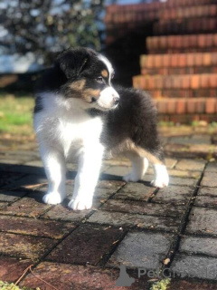 Zdjęcie №1. australian cattle dog, owczarek australijski - na sprzedaż w Chichester | negocjowane | Zapowiedź №170400
