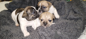 Zdjęcie №2 do zapowiedźy № 147047 na sprzedaż  buldog francuski - wkupić się Ukraina prywatne ogłoszenie