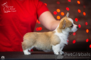 Zdjęcie №3. Sprzedam bardzo piękne szczenię welsh corgi pembroke. Szwajcaria