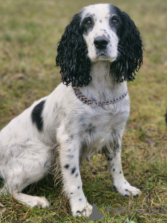 Zdjęcie №1. russian spaniel - na sprzedaż w Mińsk | 149zł | Zapowiedź №161904