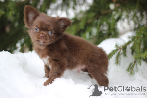 Zdjęcie №1. chihuahua (rasa psów) - na sprzedaż w Petersburg | 1289zł | Zapowiedź №95024