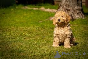 Zdjęcie №3. Labradoodle-Welpen zu verkaufen. Francja