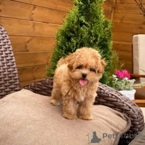 Zdjęcie №2 do zapowiedźy № 158394 na sprzedaż  maltipu - wkupić się Szwecja 