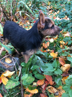 Dodatkowe zdjęcia: Norwich Terrier. Szczenięta