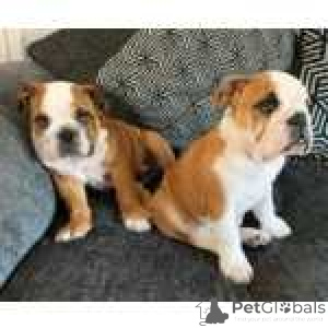 Zdjęcie №1. buldog angielski - na sprzedaż w Bastogne | negocjowane | Zapowiedź №170453