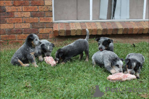 Zdjęcie №1. australian cattle dog - na sprzedaż w Ludwigsburg | 1256zł | Zapowiedź №127304