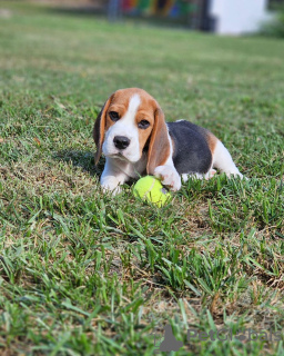 Zdjęcie №3. Piękne szczenięta Beagle. Niemcy