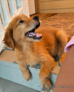 Zdjęcie №3. Urocze szczenięta Golden Retriever, 2 miesiące idealnych towarzyszy rodzinnych!. Węgry