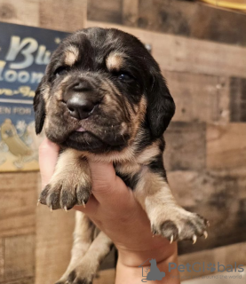 Zdjęcie №1. beagle (rasa psa) - na sprzedaż w Nowy Jork | 1188zł | Zapowiedź №102889