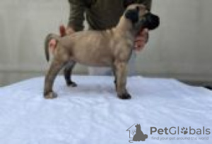 Zdjęcie №1. cane corso - na sprzedaż w Berlin | Bezpłatny | Zapowiedź №126913