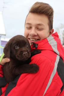 Zdjęcie №3. Szczeniak Labrador Retriever. Federacja Rosyjska