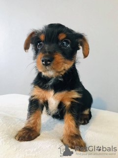 Zdjęcie №3. Szczeniak Yorkshire Terrier Filiżanka do bezpłatnej adopcji. Niemcy