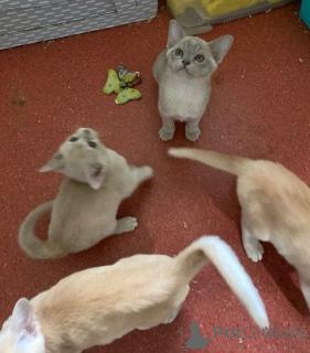 Zdjęcie №2 do zapowiedźy № 144458 na sprzedaż  kot burmski - wkupić się Austria hodowca