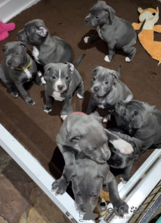 Zdjęcie №2 do zapowiedźy № 84716 na sprzedaż  staffordshire bull terrier - wkupić się Hiszpania prywatne ogłoszenie