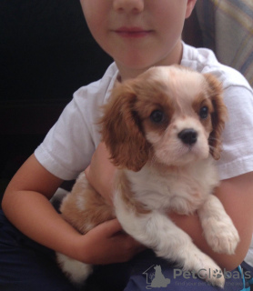 Zdjęcie №3. Urocze szczenięta Cavalier King Charles do bezpłatnej adopcji. Niemcy