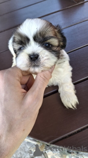 Zdjęcie №3. Dostępne szczenięta Shih Tzu, dziewczynki.. Estonia