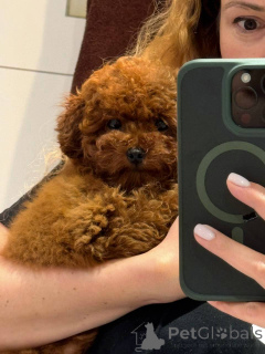 Zdjęcie №2 do zapowiedźy № 154728 na sprzedaż  pudel (zabawka) - wkupić się Wielka Brytania prywatne ogłoszenie