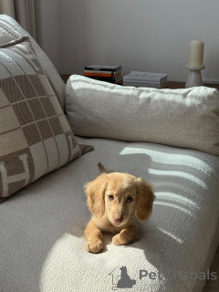 Zdjęcie №2 do zapowiedźy № 165633 na sprzedaż  jamnik - wkupić się Niemcy prywatne ogłoszenie, hodowca