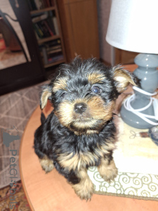 Zdjęcie №1. yorkshire terrier biewer, yorkshire terrier - na sprzedaż w Pärnu | 3109zł | Zapowiedź №161491