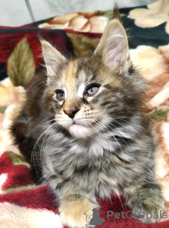 Zdjęcie №3. Rady skał main-kun są sprzedawane. Federacja Rosyjska