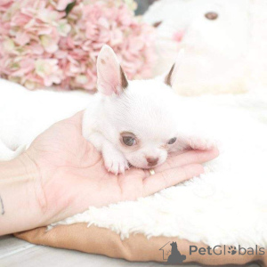 Zdjęcie №4. Sprzedam  w Bethlehem of Galilee.  - cena - negocjowane