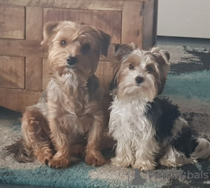 Zdjęcie №4. Sprzedam maltańczyk w Barcelona. hodowca - cena - 2392zł