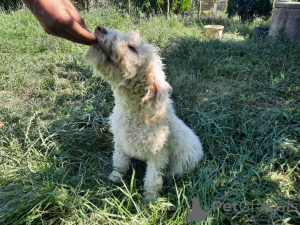 Dodatkowe zdjęcia: Elegancka i wyrafinowana suczka szczenięcia Lagotto Romagnolo