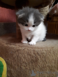 Zdjęcie №2 do zapowiedźy № 105556 na sprzedaż  scottish fold - wkupić się Federacja Rosyjska prywatne ogłoszenie
