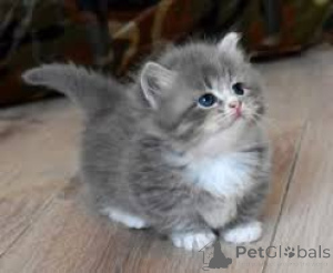 Zdjęcie №1. munchkin - na sprzedaż w Espoo | 2392zł | Zapowiedź № 166959