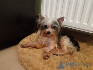 Zdjęcie №4. Sprzedam yorkshire terrier biewer w Petersburg. prywatne ogłoszenie - cena - 1021zł