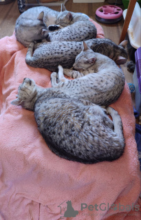 Zdjęcie №3. Zdrowe kocięta egipskie Mau są już dostępne. Niemcy