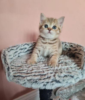 Zdjęcie №2 do zapowiedźy № 172847 na sprzedaż  scottish fold - wkupić się Dania prywatne ogłoszenie