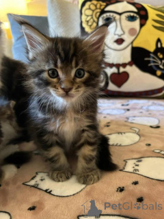 Zdjęcie №1. maine coon - na sprzedaż w Różnice | 1674zł | Zapowiedź № 151485