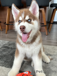 Zdjęcie №1. husky syberyjski - na sprzedaż w Luksemburg | negocjowane | Zapowiedź №179015