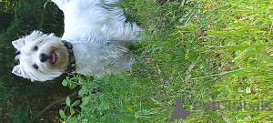 Dodatkowe zdjęcia: Sprzedam najlepsze szczenięta West Highland White Terrier