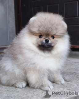 Zdjęcie №4. Sprzedam yorkshire terrier w Helsinki. prywatne ogłoszenie, hodowca - cena - Bezpłatny