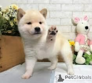 Zdjęcie №1. shiba - na sprzedaż w Hallstat | 2153zł | Zapowiedź №170137