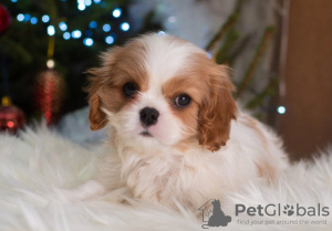 Zdjęcie №2 do zapowiedźy № 33340 na sprzedaż  cavalier king charles spaniel - wkupić się Niemcy prywatne ogłoszenie, hodowca